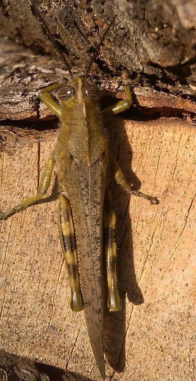 Cavalletta liberata: Anacridium aegyptium ??